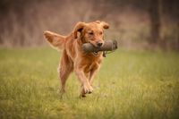 Goldenretriever-Dummytraining-Hundeactionfoto