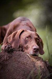 Hundeportrait auf Baumstamm Gegenlicht