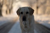 Labrador Retriever im Sonnenaufgang Winterlandschaft - vorher