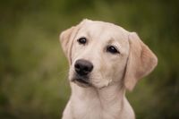 Labradorhündin Betty vom Settenbeck Portrait