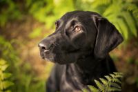 Labrador-schwarz-Hundeportrait im Farn