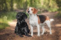 Hundofotografie schwarzer Labrodor Retirever H&uuml;ndin Beagle Hundin