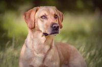 Hundebild gelber Labrador Retriever Norddeutschland