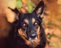 Tierfotograf Beckdorf Hundeshooting Sch&auml;ferhund